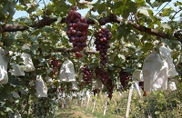 �A͢�ƽѣ����n�������������ѾƵ���Դ����