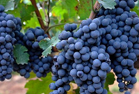 ���Ѿ�Ʒ�N�c���ǣ�����