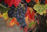 ���M(j��n)��ɫ�оƽ�